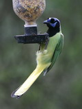 IMG_3568.jpg        