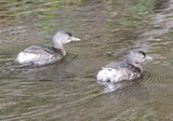 IMG_3570.jpg        