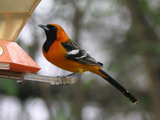 IMG_3637.jpg        
