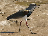 IMG_5080a.JPG       