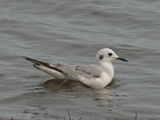 IMG_7293a.JPG       