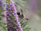 IMG_7461a.JPG       