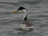 IMG_7518a.JPG       
