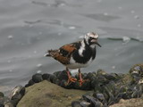 IMG_7534a.JPG       