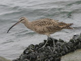 IMG_7537a.JPG       