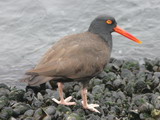 IMG_7551a.JPG       