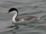 IMG_7595a.JPG       