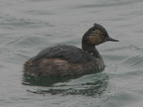 IMG_7600b.JPG       