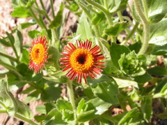 Wildflowers