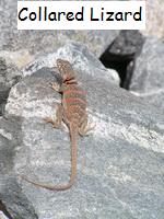 Collared Lizard