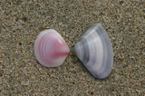 IMG_2909.JPG