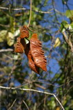 IMG_5114.JPG