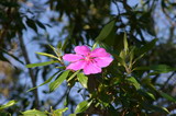 IMG_5115.JPG