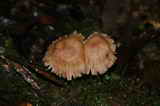 IMG_4464.JPG