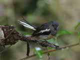 IMG_4517a.JPG