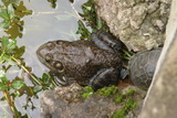 2006_07_06_042.JPG