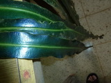 2011_06_09_020.JPG