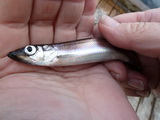 2012_07_04_039.JPG
