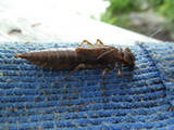 2012_07_05_039.JPG
