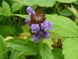 2012_07_08_066.JPG