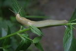 2009_07_05_010.JPG